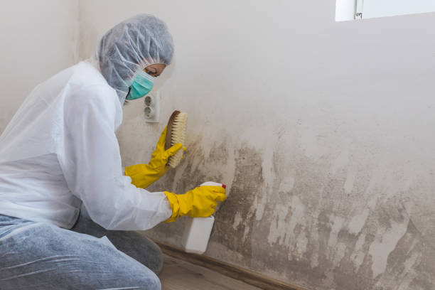 Best Emergency Mold Remediation  in Haysville, KS