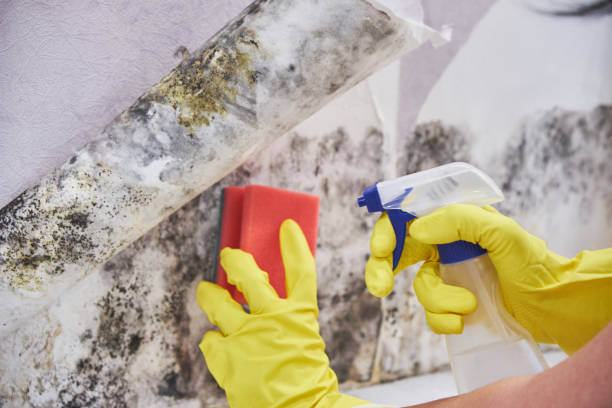 Best Mold Remediation for Healthcare Facilities  in Haysville, KS